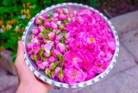 خواص شگفت انگیز دمنوش گل محمدی