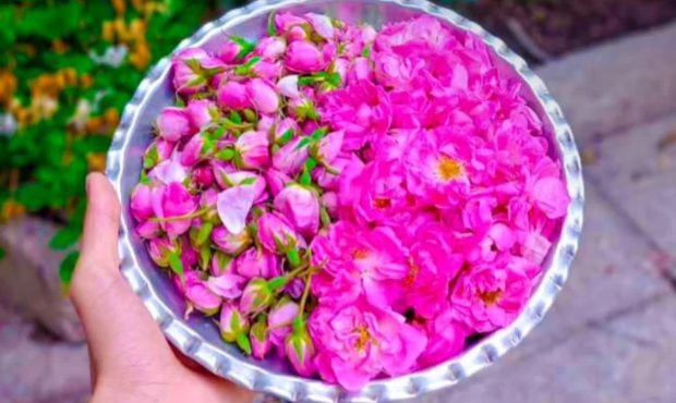 خواص شگفت انگیز دمنوش گل محمدی