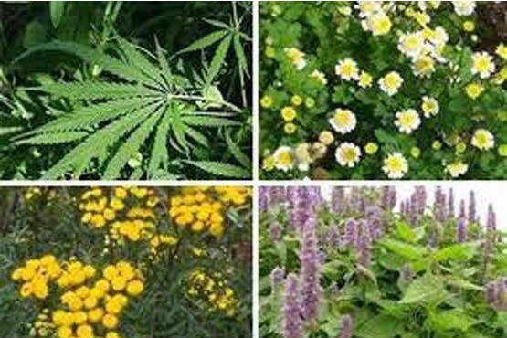 کشت ۴۱۹ هکتار گیاهان دارویی در اراضی ساری