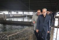 تولید ۴۷ درصد خاویار پرورشی کشور در مازندران