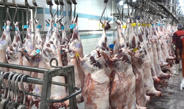 حضور ۵۲ گروه ثابت و ۶۷ گروه سیار شامل دامپزشکان برای توزیع دام حضور ۵۲ گروه ثابت و ۶۷ گروه سیار شامل دامپزشکان برای توزیع دام