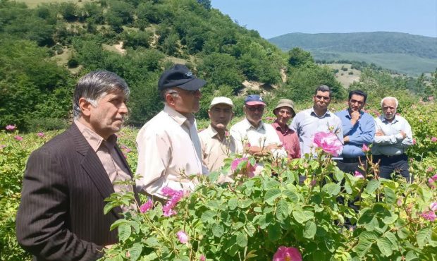 انتقال یافتههای گل محمدی در روستای پاجی دودانگه ساری انتقال یافتههای گل محمدی در روستای پاجی دودانگه ساری