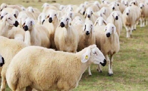 توصیه های بهداشتی ذبح دام در عید قربان توصیه های بهداشتی ذبح دام در عید قربان