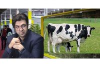 مازندران در جشنواره ملی گاو هلشتاین شرکت می‌کند