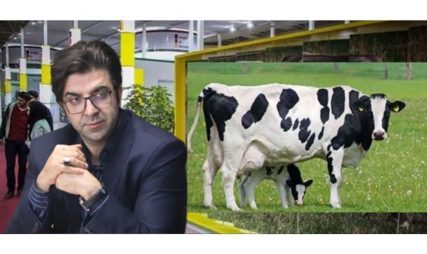 مازندران در جشنواره ملی گاو هلشتاین شرکت می‌کند