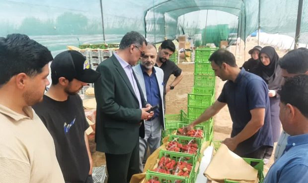 پیشبینی ارسال ۳ هزار و ۵۰۰ تن توتفرنگی از جویبار پیشبینی ارسال ۳ هزار و ۵۰۰ تن توتفرنگی از جویبار