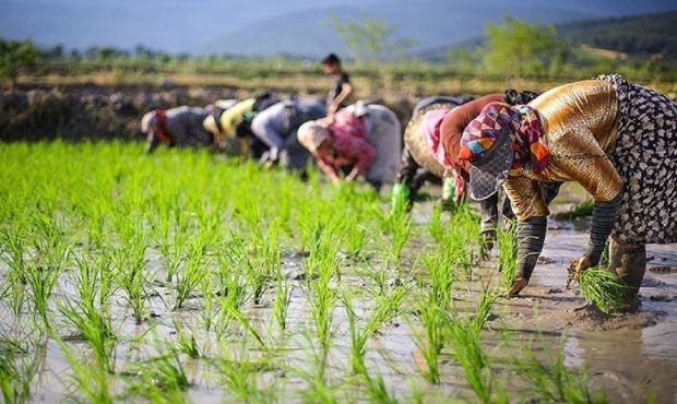 نشاکاری در شالیزارهای شهرستان نکا آغاز شد نشاکاری در شالیزارهای شهرستان نکا آغاز شد