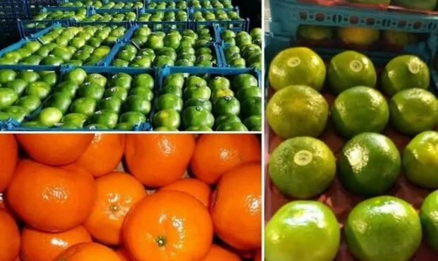 صادرات ۱۳ هزار تن مرکبات از  قائم‌شهر به کشورهای هدف