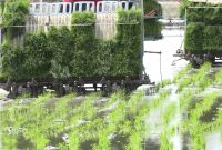اختصاص ۱۳۰ هزار هکتار از اراضی مازندران به کشت شالی