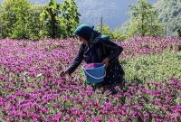 آغاز برداشت گل گاو زبان در بهشهر
