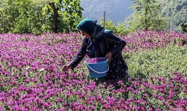 آغاز برداشت گل گاو زبان در بهشهر