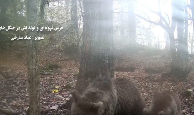 ویدیو| خرس قهوه‌ای و توله‌اش در جنگل‌های نکا