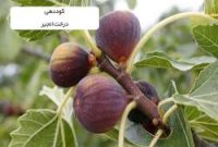تصاویر| انجیر و تابستان