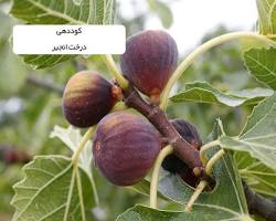 تصاویر| انجیر و تابستان