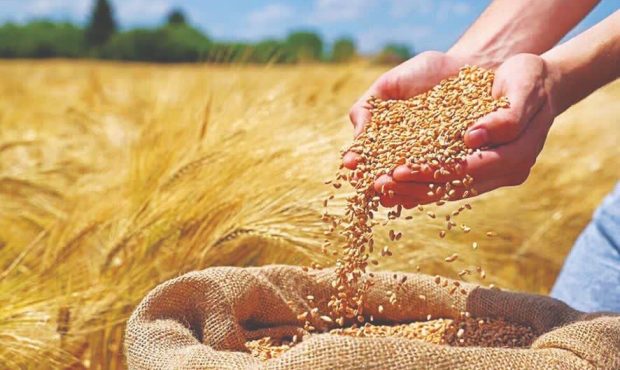 واریز  ۵۰ درصد از مطالبات گندم‌کاران مازندرانی
