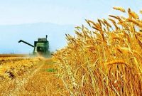 خرید بیش از ۸۱ هزار تن گندم از کشاورزان مازندرانی