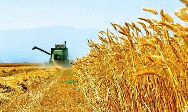 خرید بیش از ۸۱ هزار تن گندم از کشاورزان مازندرانی