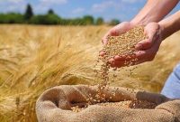 پرداخت بیش از هزار میلیارد تومان از مطالبات گندم‌کاران مازندران