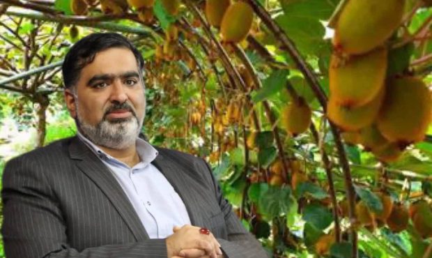 صادرات کیوی از مازندران با پیش‌بینی صدور ۳۰ هزار تنی
