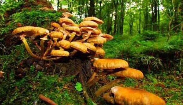زردکیجا از ارزشمندترین خوراکیهای وحشی جنگلهای هیرکانی زردکیجا از ارزشمندترین خوراکیهای وحشی جنگلهای هیرکانی