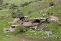 درخواست حمایت عملی از دامداران مناطق صعب‌العبور