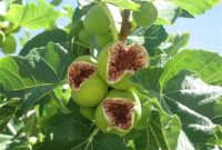 آیین شکرانه انجیر گلوگاه به عنوان مرغوب‌ترین انجیر ایران