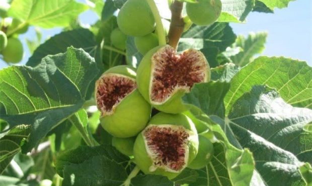 آیین شکرانه انجیر گلوگاه به عنوان مرغوب‌ترین انجیر ایران