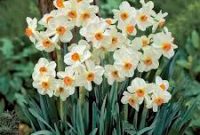 برگزاری نمایشگاه صنایع‌دستی و سوغات جشنواره گل‌نرگس در کردکلا