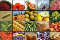 صادرات ۵ هزار تن محصول کشاورزی از بندر امیرآباد 