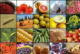 صادرات بیش از ۵۳ هزار تن محصولات باغی از مازندران