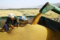توزیع ۳۹۷ تن سبوس گندم برای حمایت از دامداران مازندران در پی بارش برف