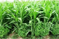 کشت بیش از ۱۲ هزار و ۸۰۰ هکتار علوفه پاییزه در شالیزارهای بابل
