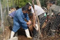 ارائه خدمت رایگان دامپزشکی در روستاهای صعب العبور
