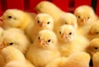 افزایش تولید جوجه یک‌روزه در مازندران