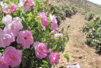 مازندران رتبه نهم سطح زیرکشت گل محمدی را دارد  