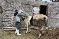 ایمنسازی ۱.۲۷ میلیون رأس دام در مازندران ایمنسازی ۱.۲۷ میلیون رأس دام در مازندران