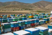 آغاز طرح سراسری سرشماری زنبورستان‌ها در مازندران؛ مبنایی برای توسعه پایدار صنعت زنبورداری