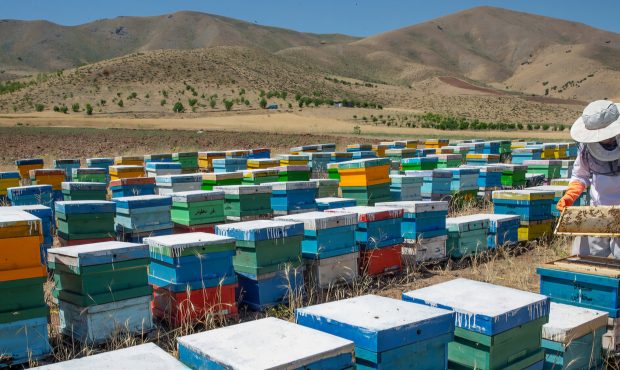 آغاز طرح سراسری سرشماری زنبورستان‌ها در مازندران؛ مبنایی برای توسعه پایدار صنعت زنبورداری