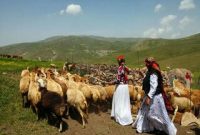 نقش ۱۵۰ خانوار عشایر سوادکوه شمالی در تأمین ۲ هزار تن محصولات دامی/ خدمات زیربنایی تقویت می‌شود